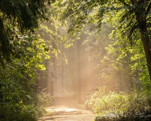 Serene morning park walk